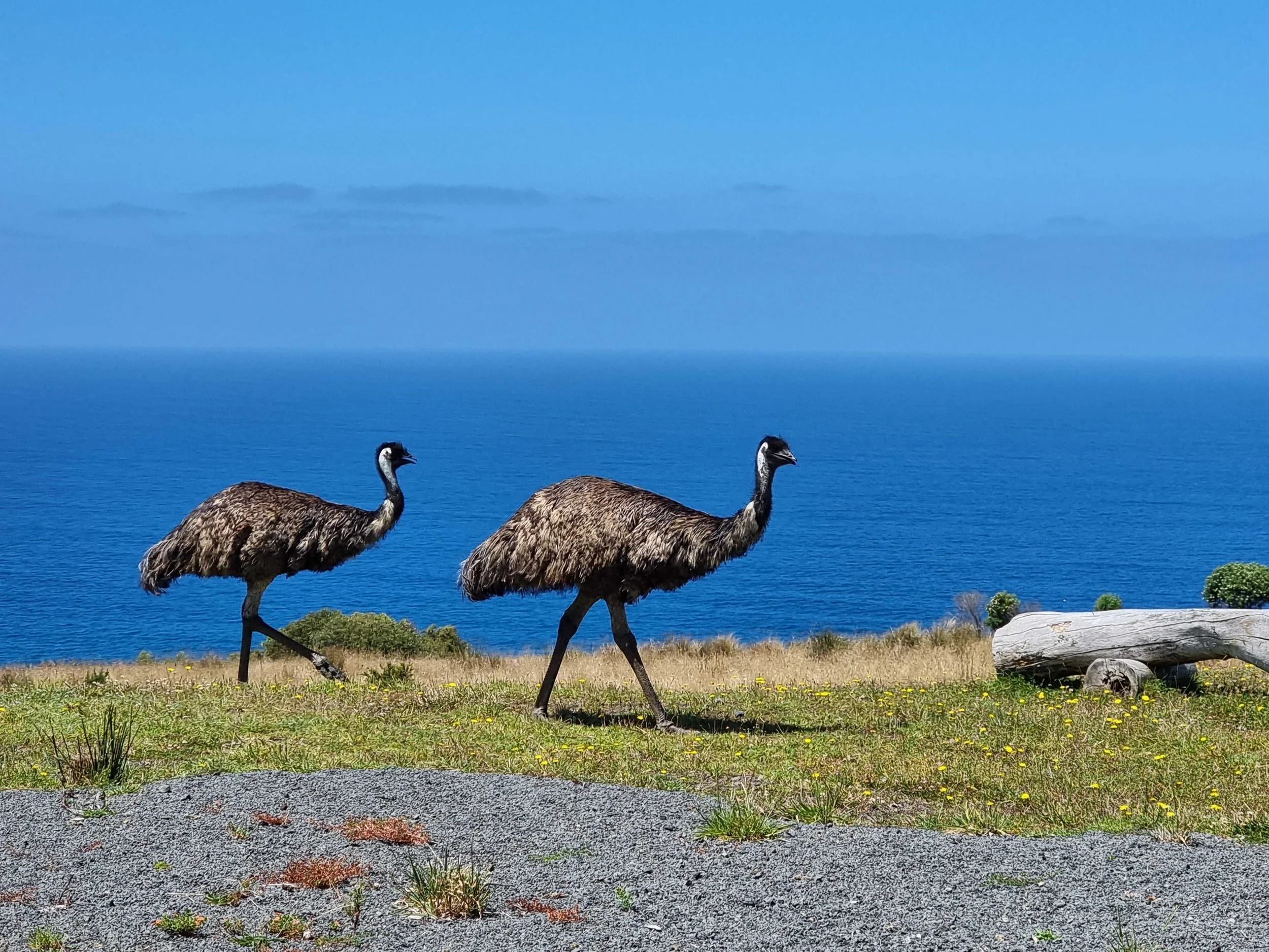 Learn about the Emu — Wildlife Wonders